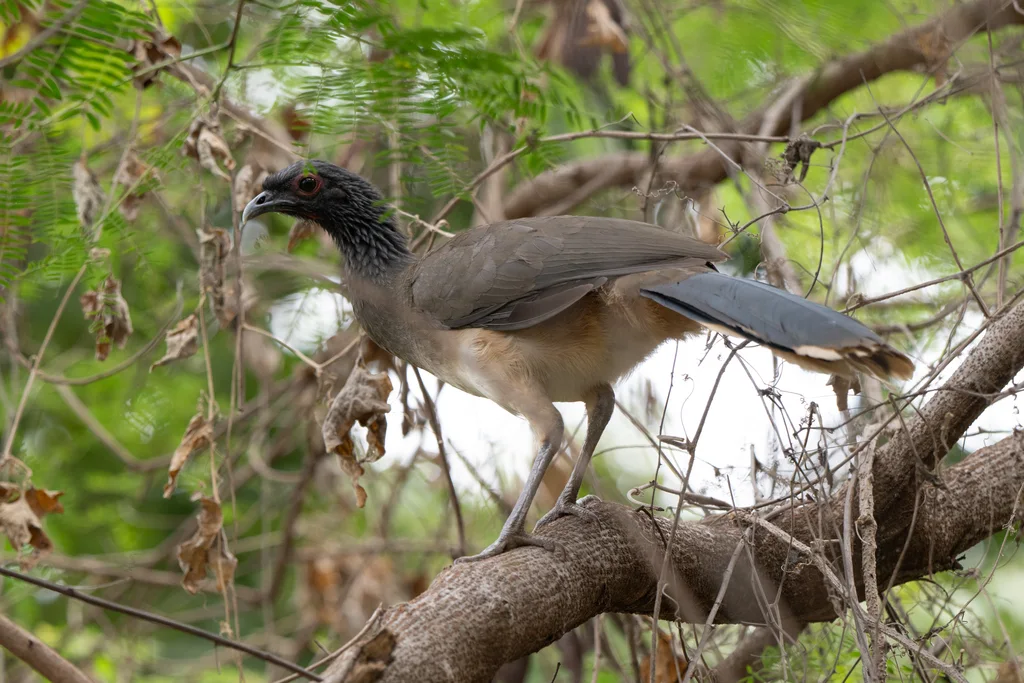 墨西哥小冠雉(Ortalis poliocephala)