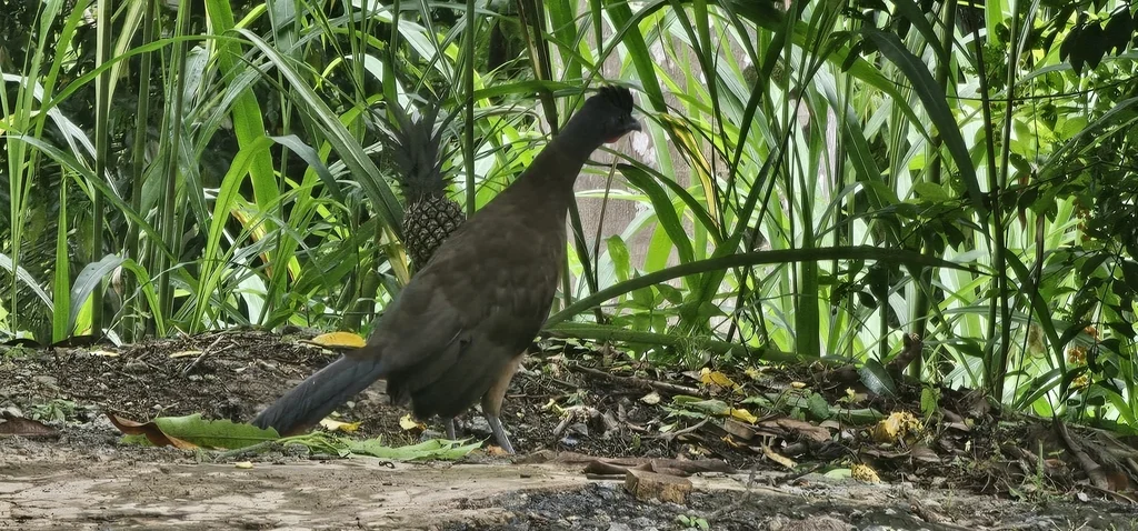 棕臀小冠雉(Ortalis ruficauda)