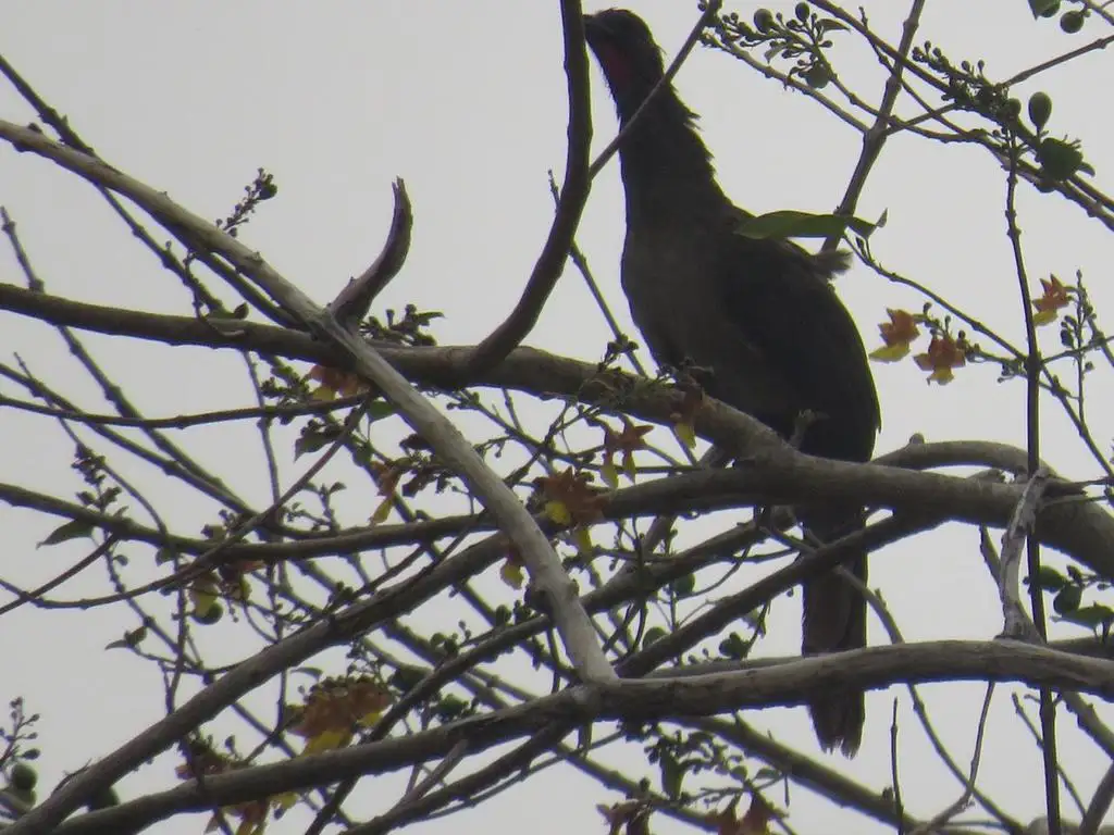 棕臀小冠雉(Ortalis ruficauda)