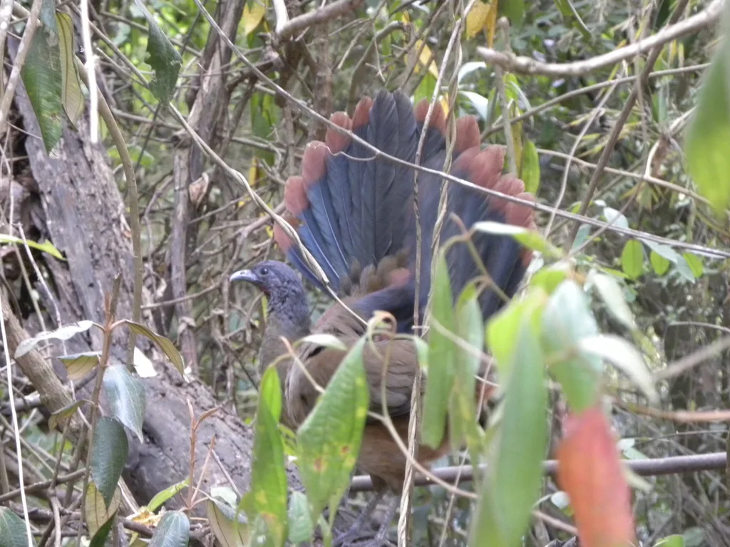棕臀小冠雉(Ortalis ruficauda)