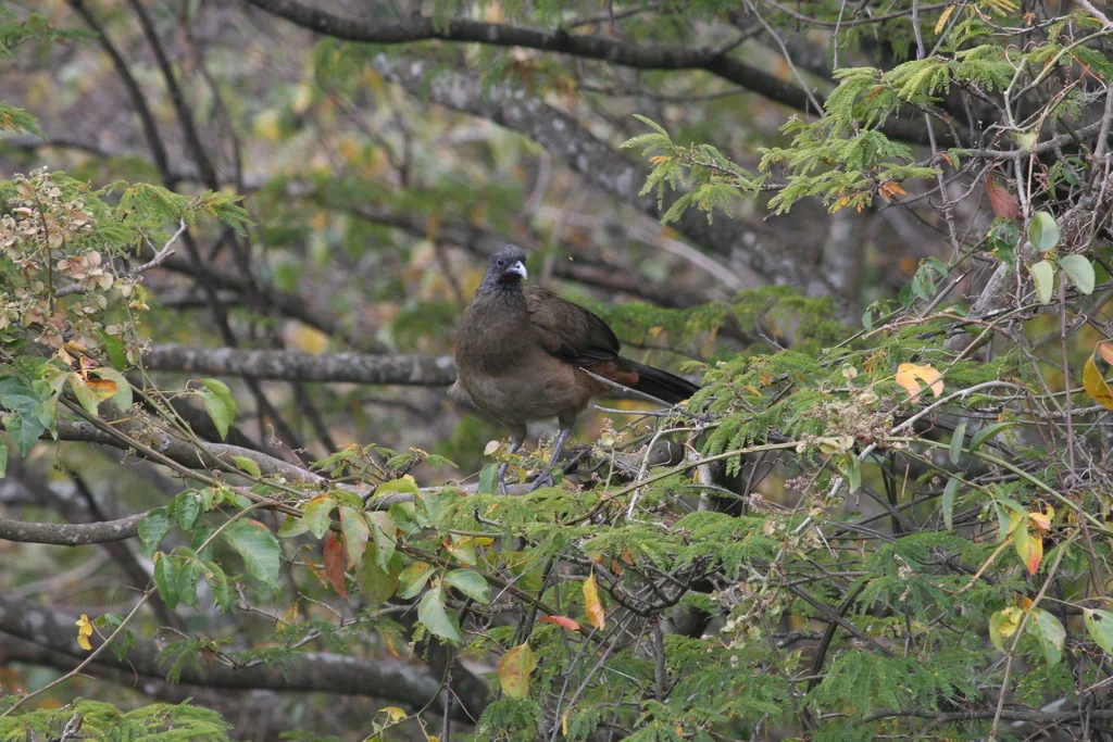 棕臀小冠雉(Ortalis ruficauda)