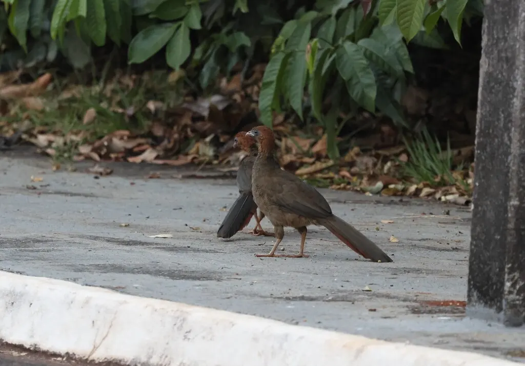 栗头小冠雉(Ortalis ruficeps)