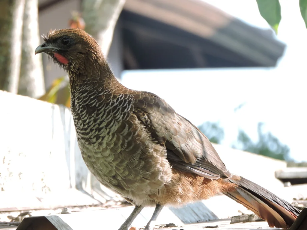 点斑小冠雉(Ortalis squamata)