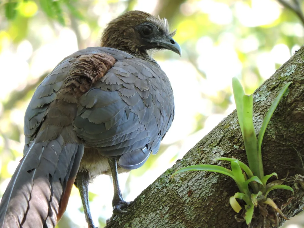 点斑小冠雉(Ortalis squamata)