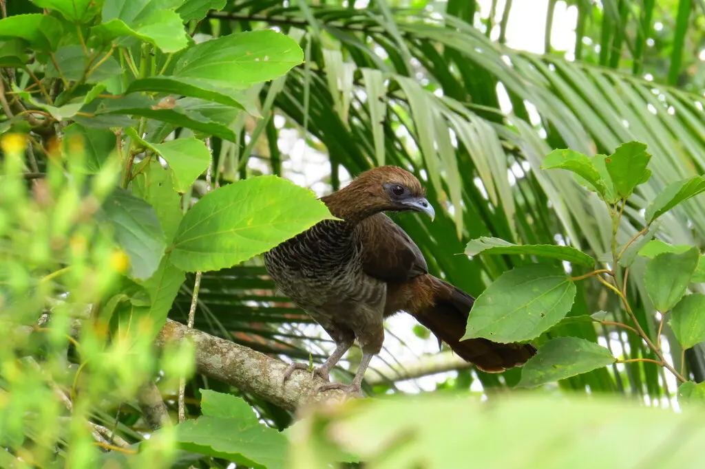 点斑小冠雉(Ortalis squamata)