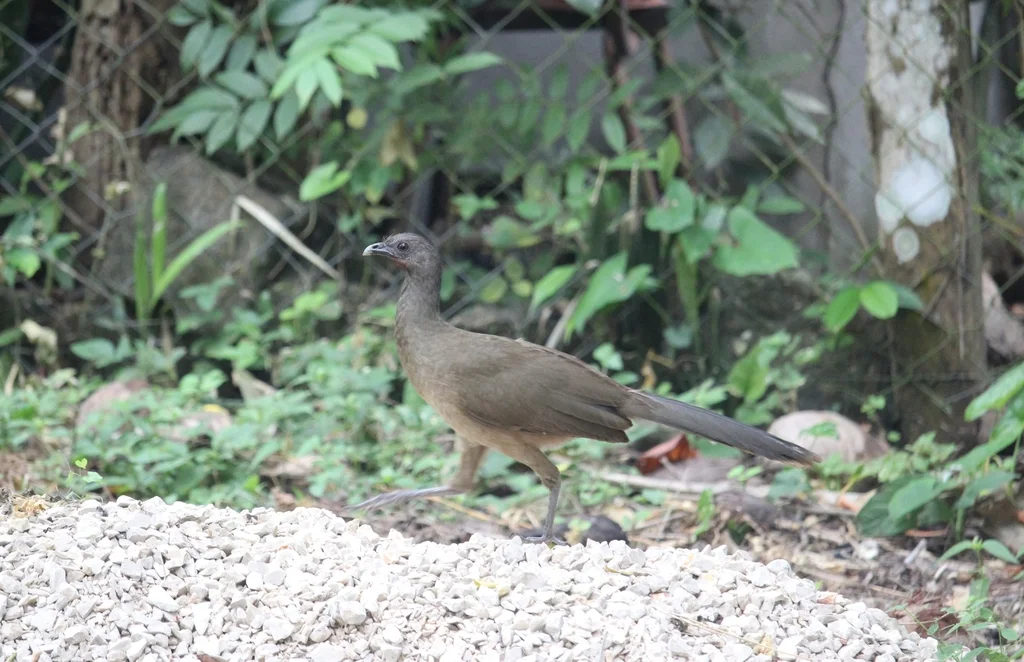 纯色小冠雉（Ortalis vetula）