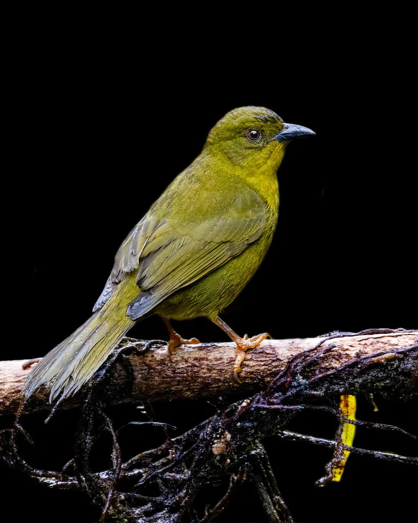 巴西绿唐纳雀(Orthogonys chloricterus)