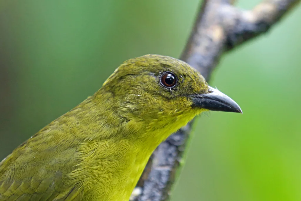 巴西绿唐纳雀(Orthogonys chloricterus)