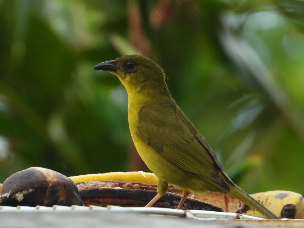 巴西绿唐纳雀(Orthogonys chloricterus)