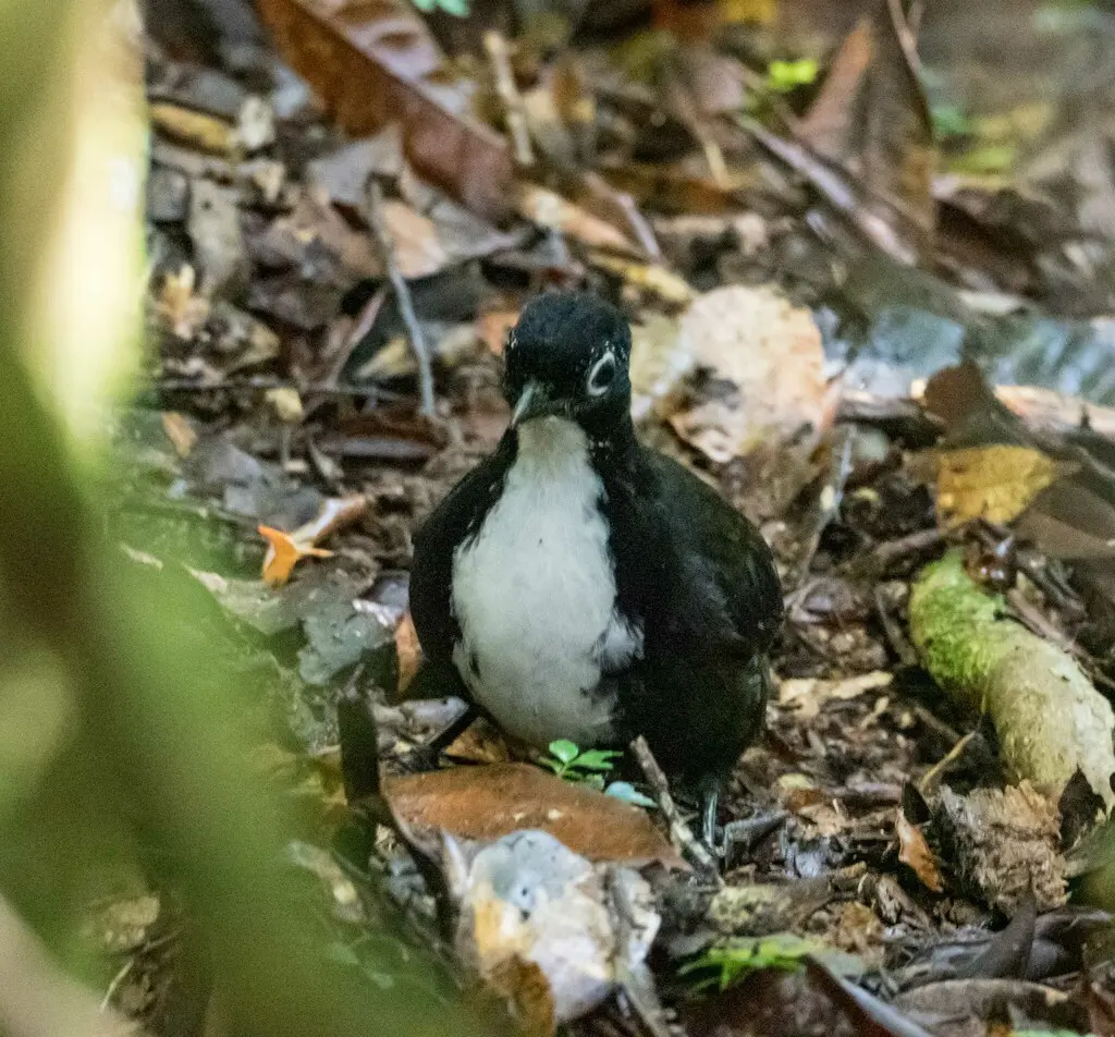 黑头刺尾鸫(Orthonyx spaldingii)