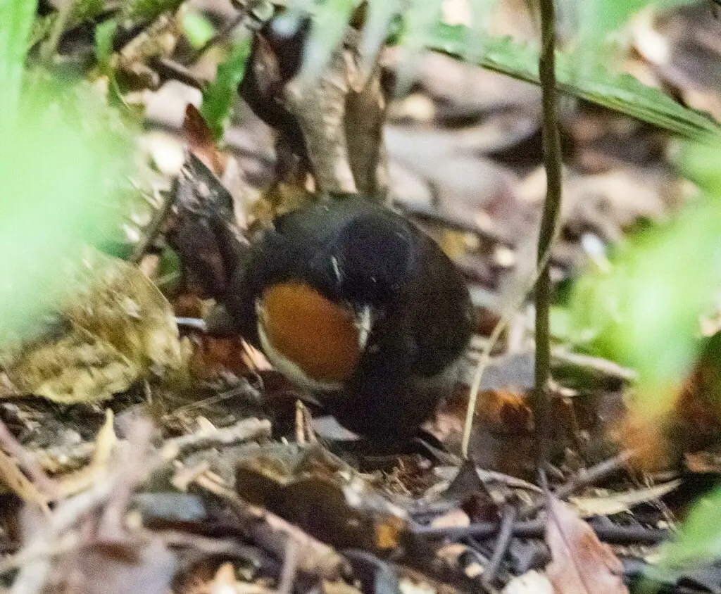 黑头刺尾鸫(Orthonyx spaldingii)