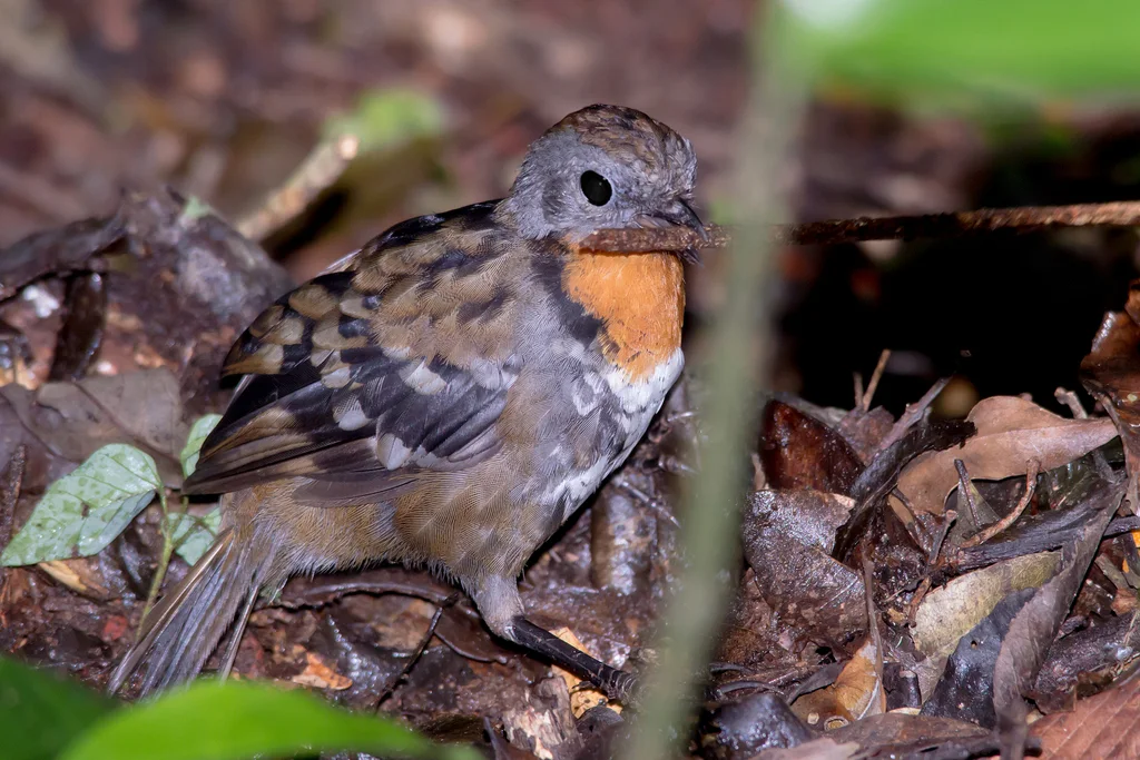 刺尾鸫(Orthonyx temminckii)