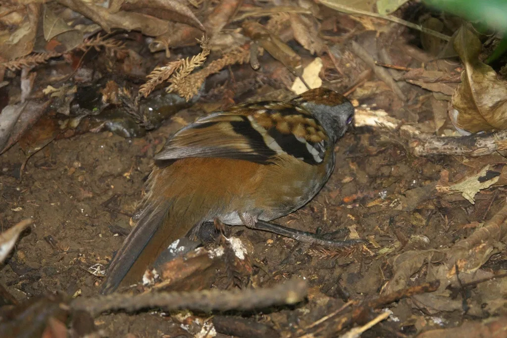 刺尾鸫(Orthonyx temminckii)