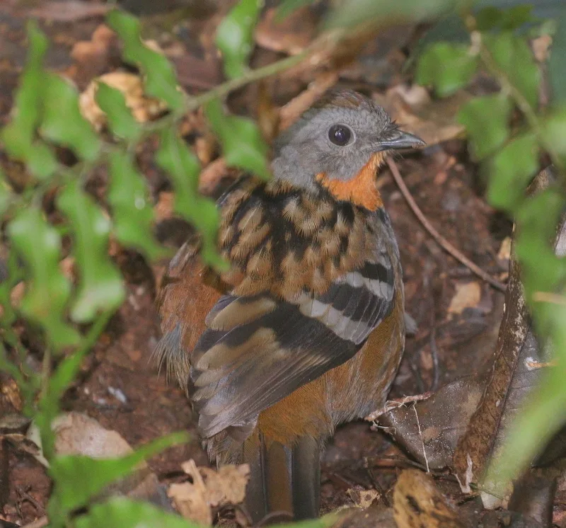刺尾鸫(Orthonyx temminckii)