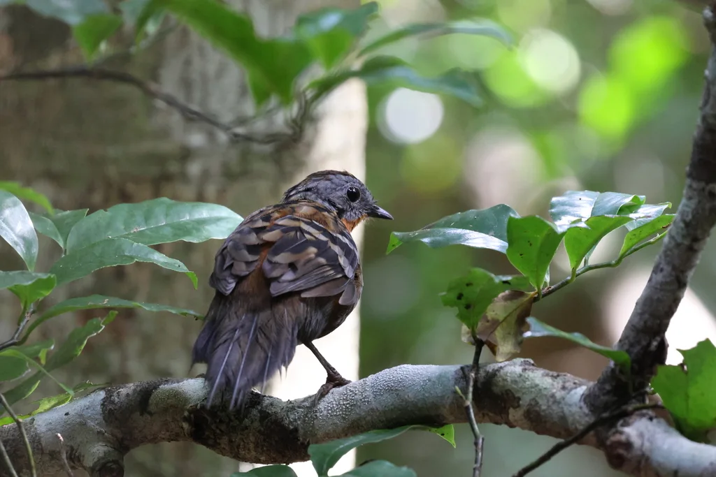 刺尾鸫(Orthonyx temminckii)