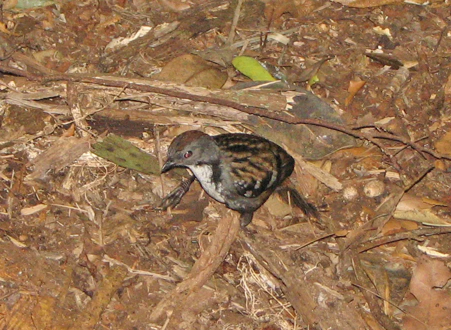 刺尾鸫(Orthonyx temminckii)