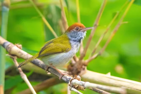 黑喉缝叶莺