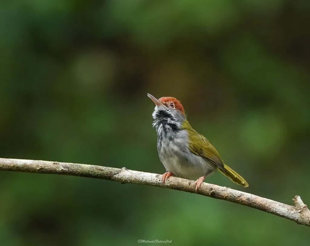 黑喉缝叶莺(Orthotomus atrogularis)