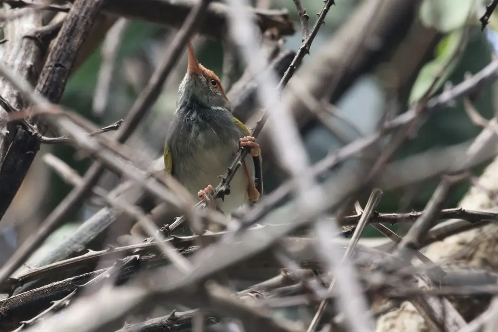 黑喉缝叶莺(Orthotomus atrogularis)