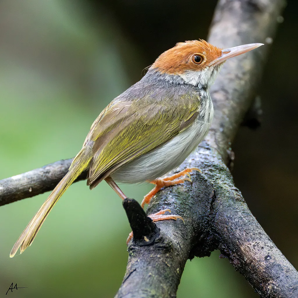 菲律宾缝叶莺(Orthotomus castaneiceps)