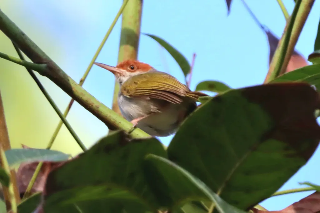 菲律宾缝叶莺(Orthotomus castaneiceps)