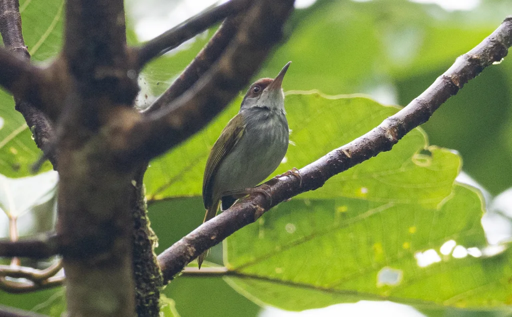 吕宋缝叶莺(Orthotomus frontalis)