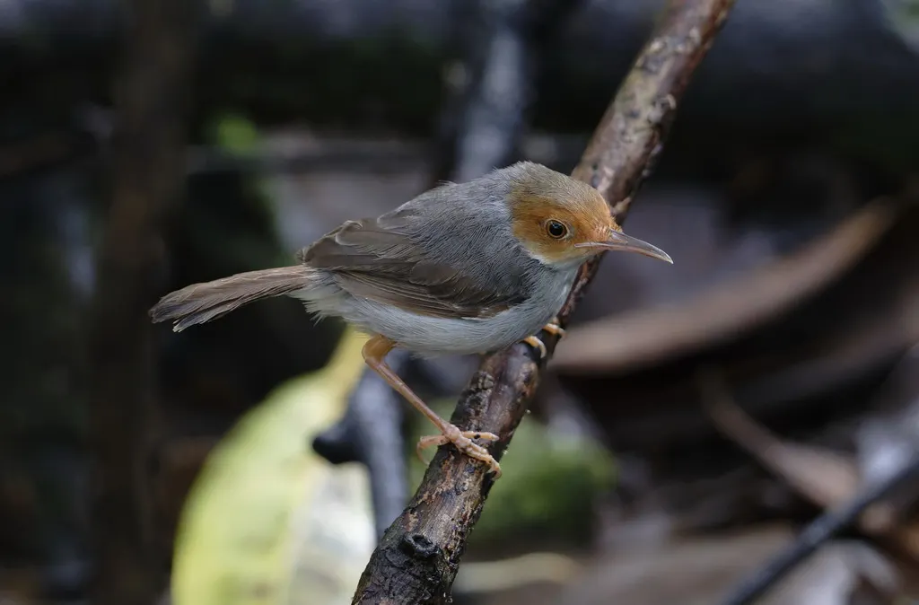 灰缝叶莺（Orthotomus ruficeps）