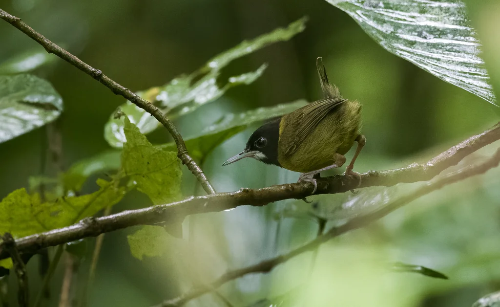 萨马缝叶莺（Orthotomus samarensis）