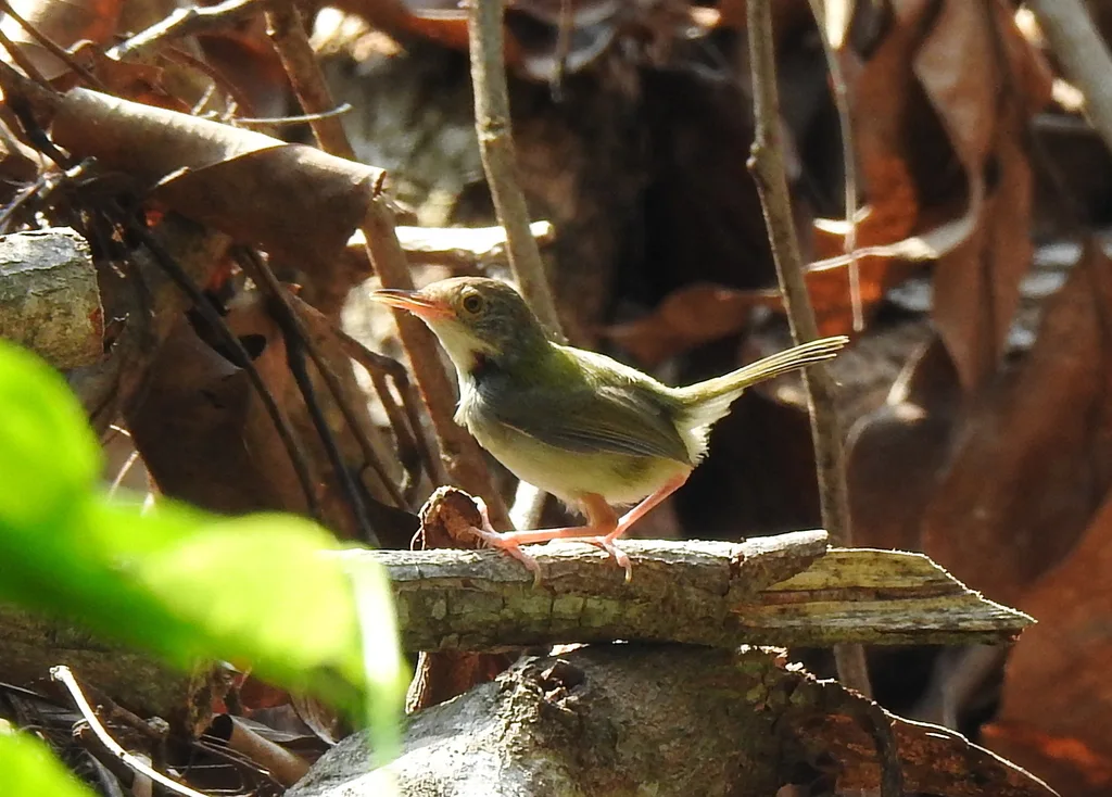 长尾缝叶莺（Orthotomus sutorius）