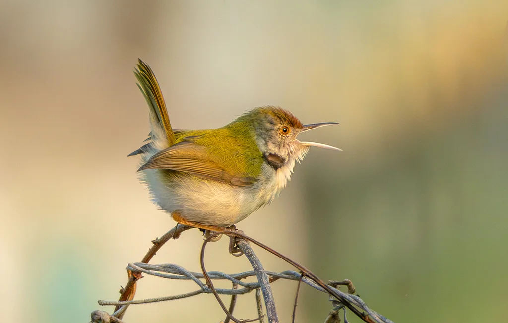 长尾缝叶莺（Orthotomus sutorius）