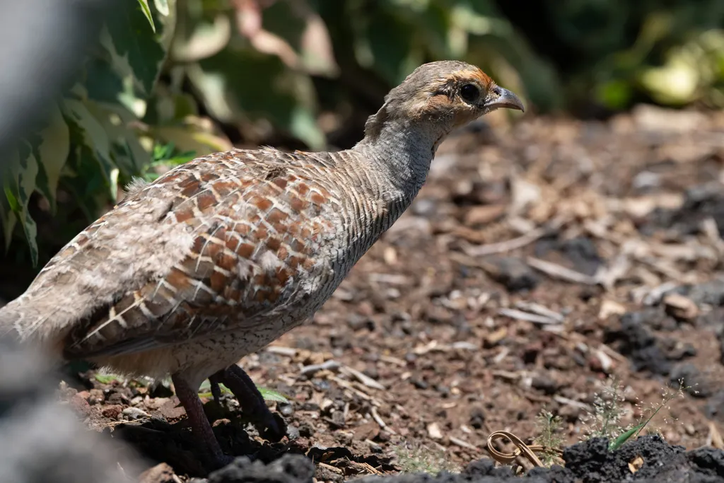 灰鹧鸪(Ortygornis pondicerianus)
