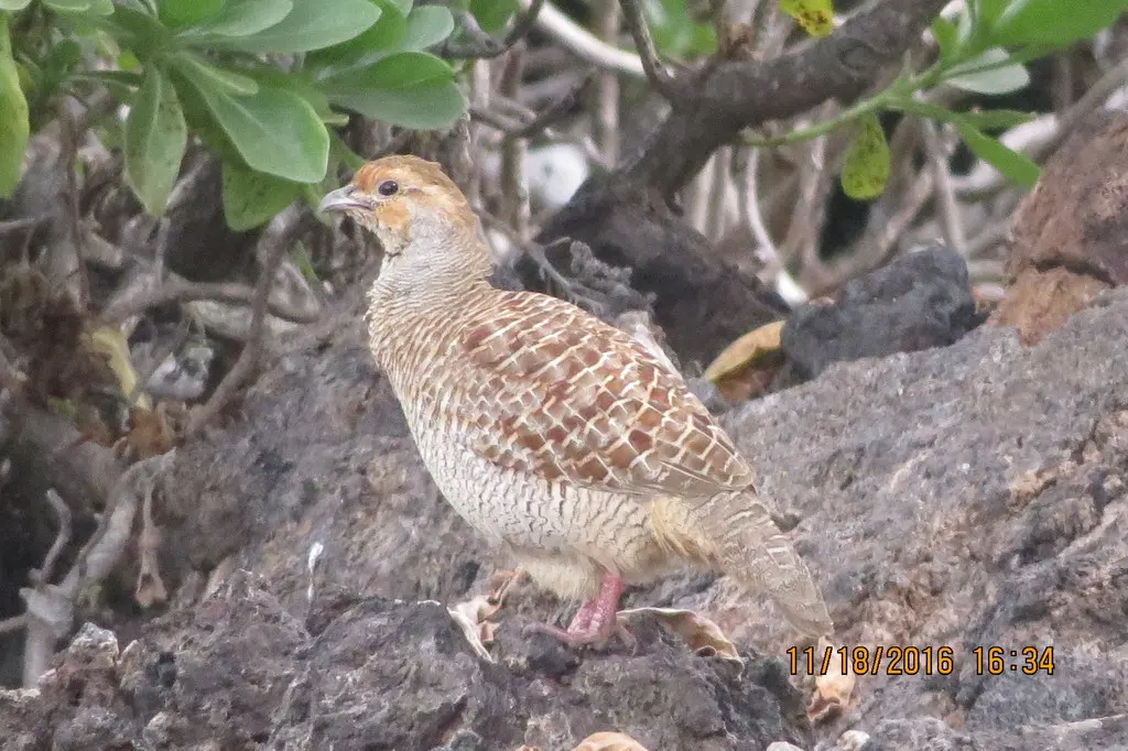 灰鹧鸪(Ortygornis pondicerianus)