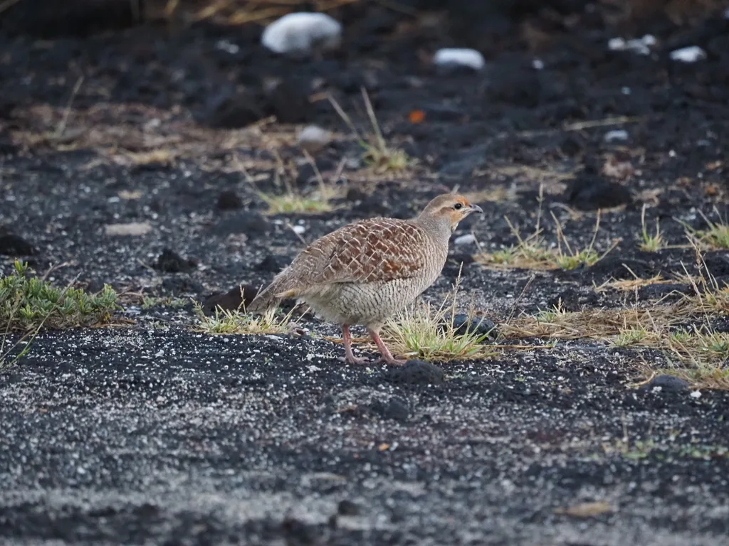 灰鹧鸪(Ortygornis pondicerianus)