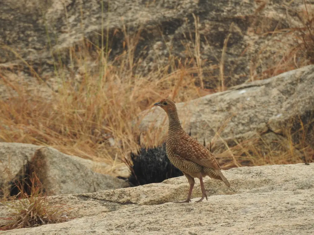 灰鹧鸪(Ortygornis pondicerianus)