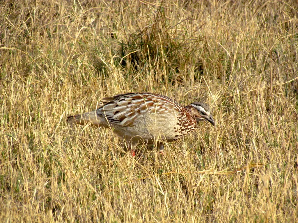 凤头鹧鸪(Ortygornis sephaena)
