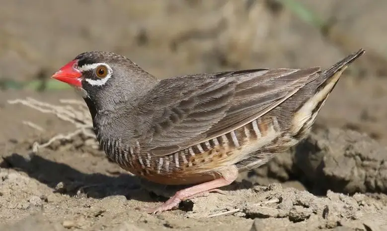 黑喉鹑雀(Ortygospiza atricollis)