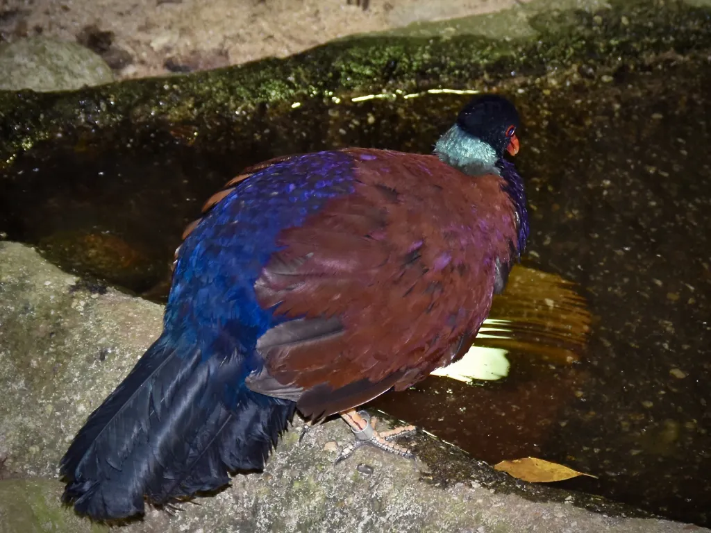 雉鸠(Otidiphaps nobilis)