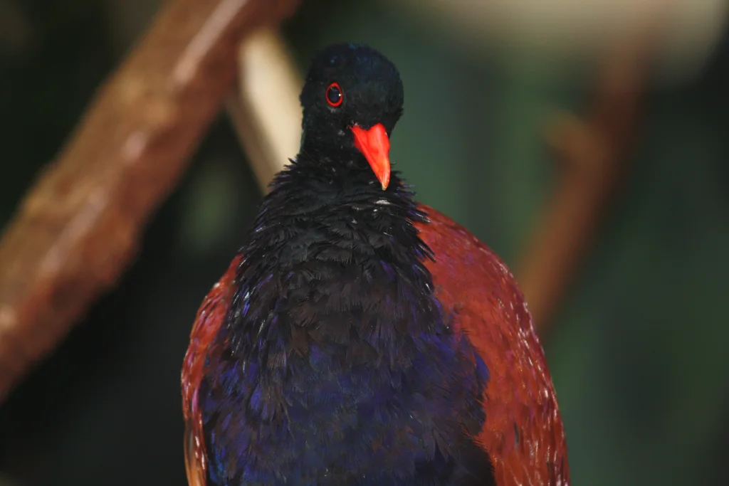 雉鸠(Otidiphaps nobilis)