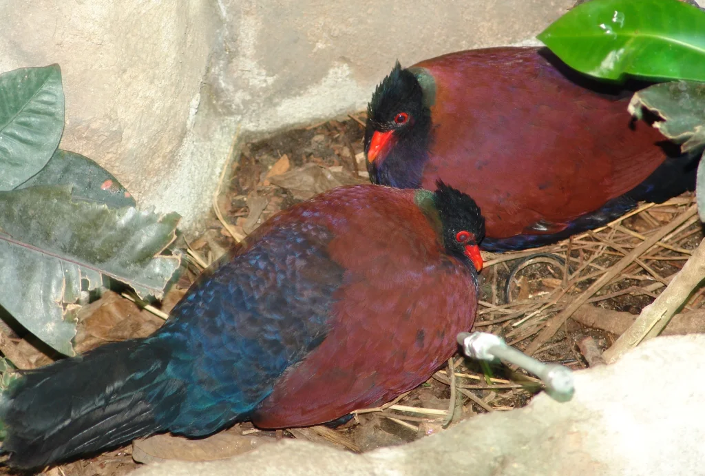雉鸠(Otidiphaps nobilis)