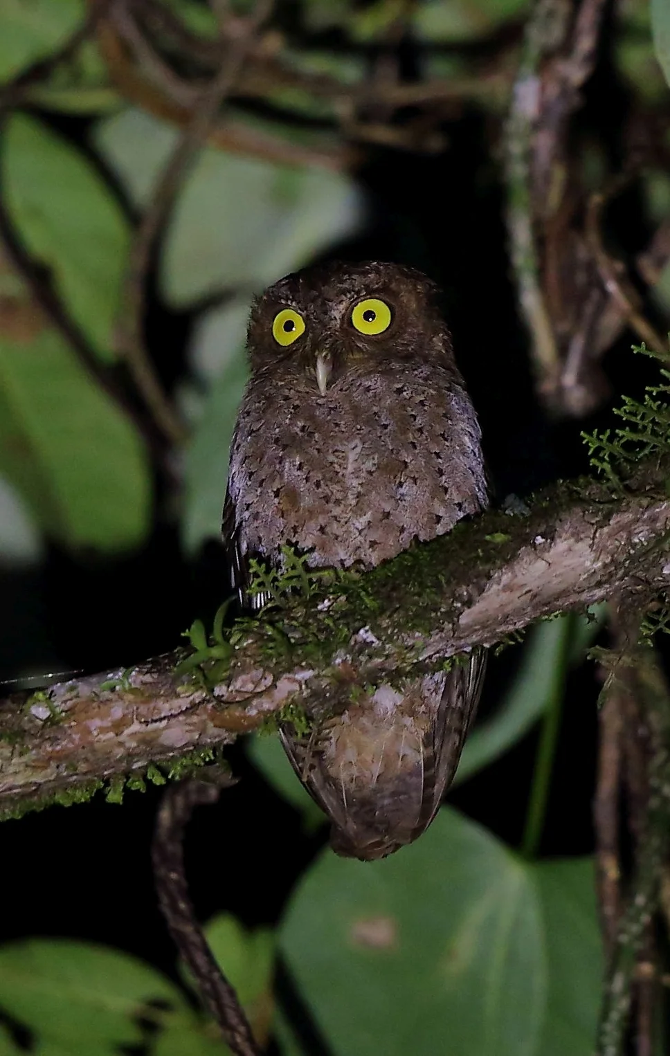 安达曼角鸮(Otus balli)