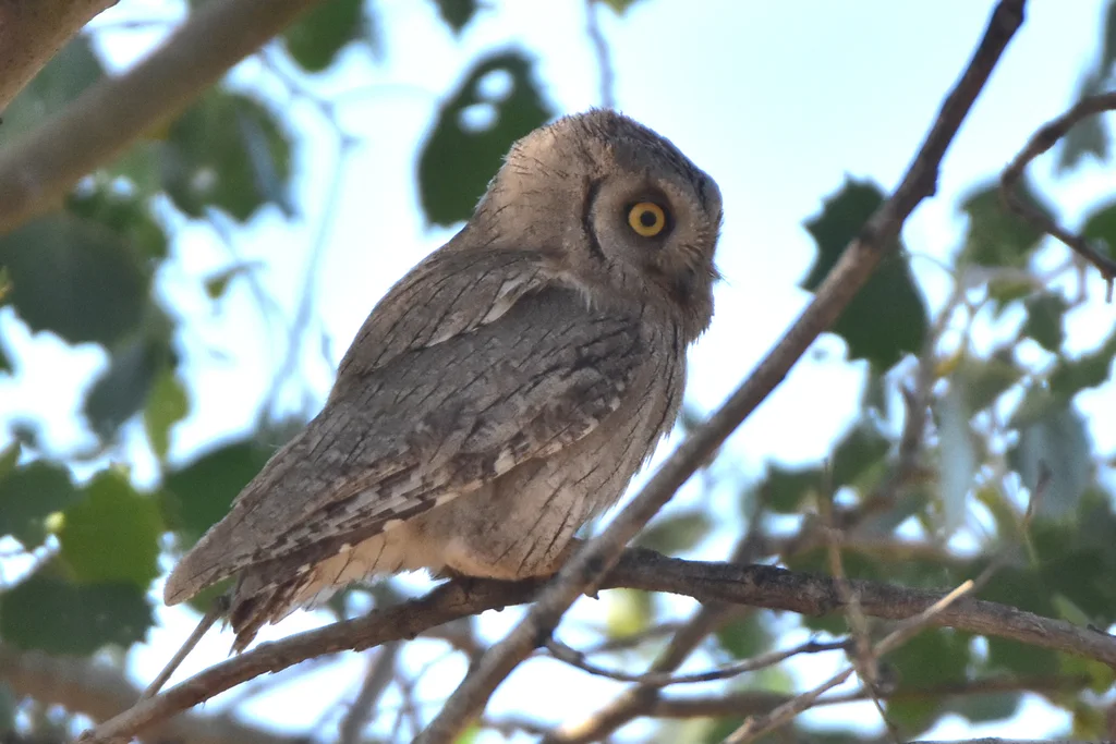 纵纹角鸮(Otus brucei)