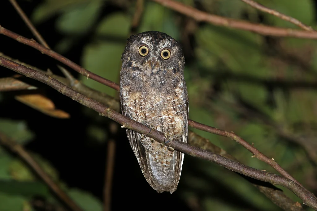 桑岛角鸮(Otus collari)