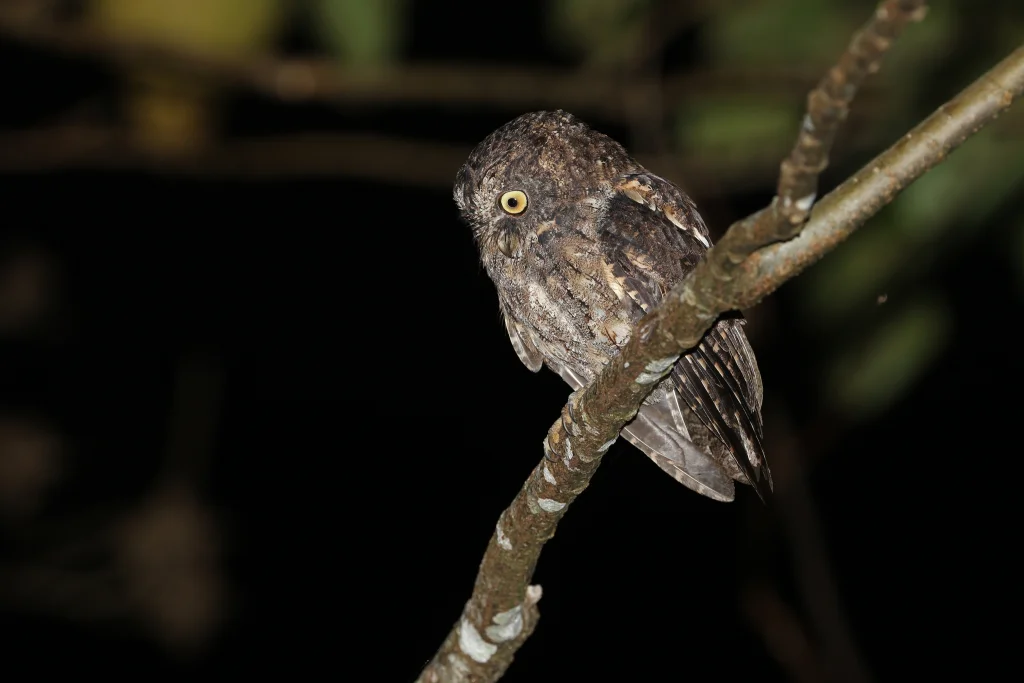 桑岛角鸮(Otus collari)