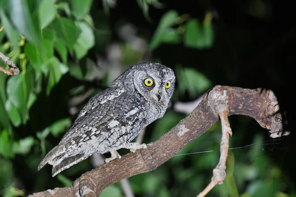 塞浦路斯角鸮(Otus cyprius)