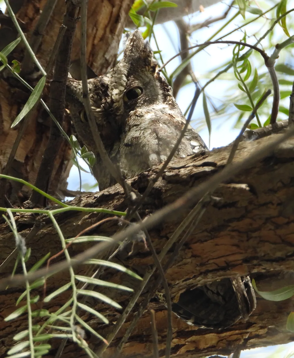 塞浦路斯角鸮(Otus cyprius)