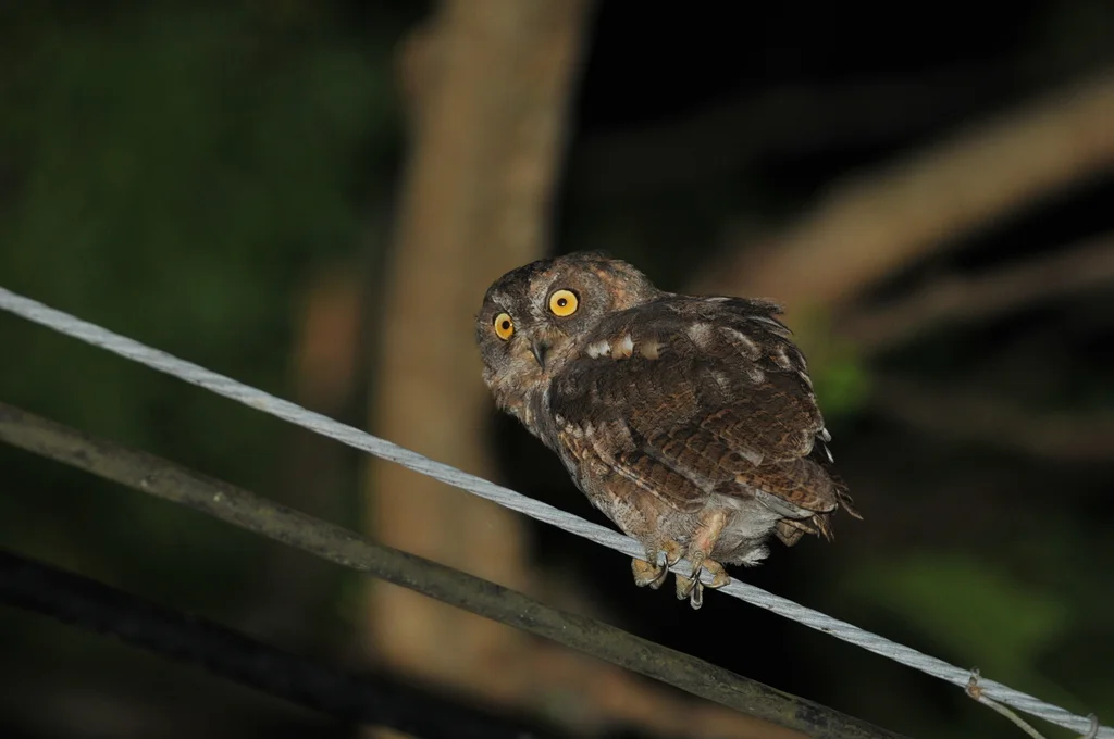 琉球角鸮(Otus elegans)