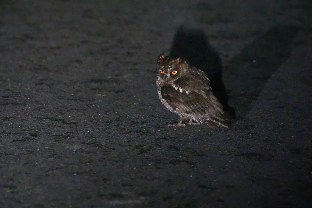 琉球角鸮(Otus elegans)