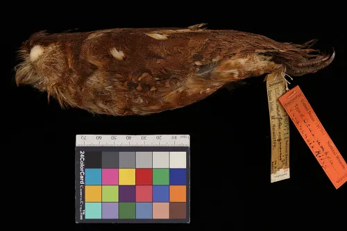 栗角鸮(Otus umbra)
