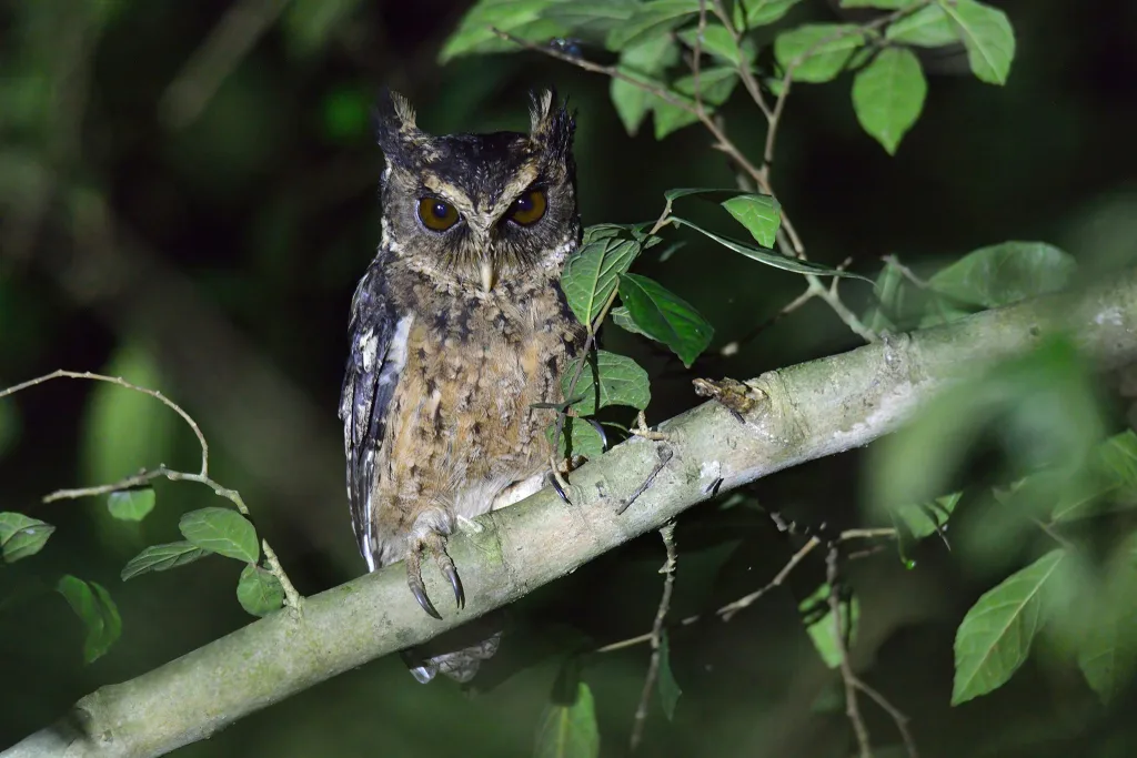 巴拉望角鸮(Otus fuliginosus)