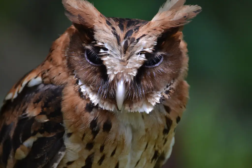 巨角鸮(Otus gurneyi)